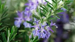 اسپری نیوا مدل Black White Invisible Fresh