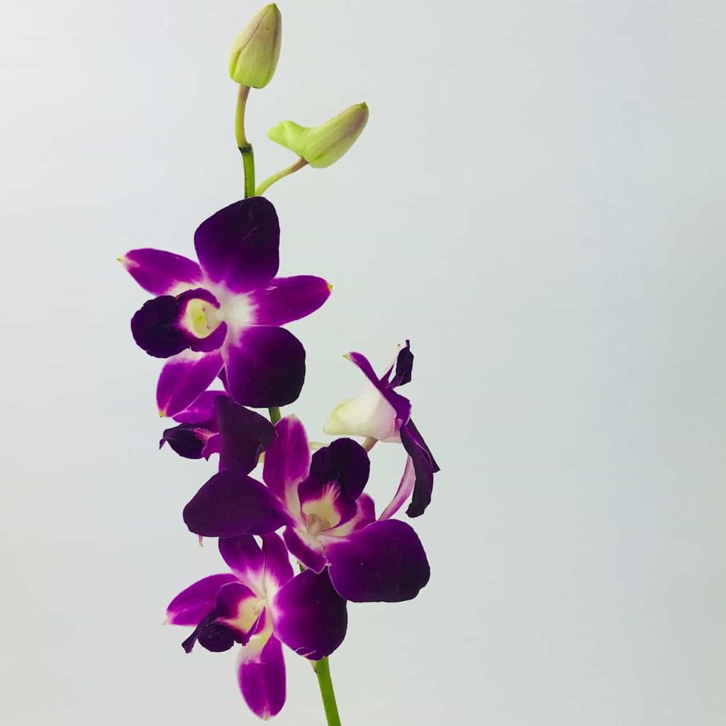اسپری خوشبو کننده هوا فبرز Febreze مدل Thai Orchid حجم 300 میل