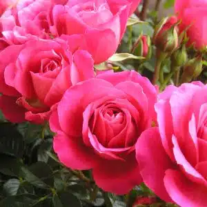  کرم مرطوب کننده گل رز انستیتو اسپانول
