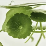 سرم روشن کننده بیوتی آف جوسان Centella + Vita C