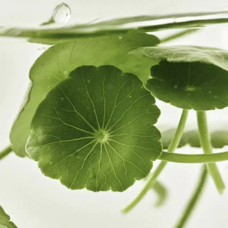 سرم روشن کننده بیوتی آف جوسان Centella + Vita C